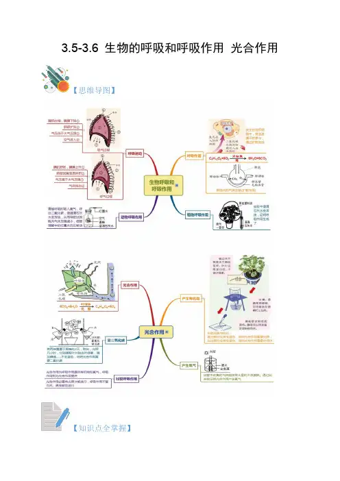 3-5-3-6 生物的呼吸和呼吸作用 光合作用-2023-2024学年八年级科学下册(浙教版)
