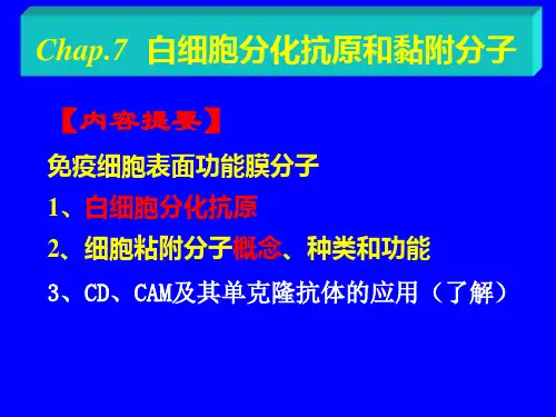 医学免疫学第7章白细胞分化抗原及CAM