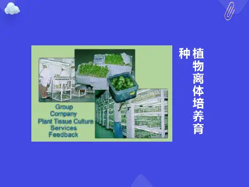 植物离体培养育种