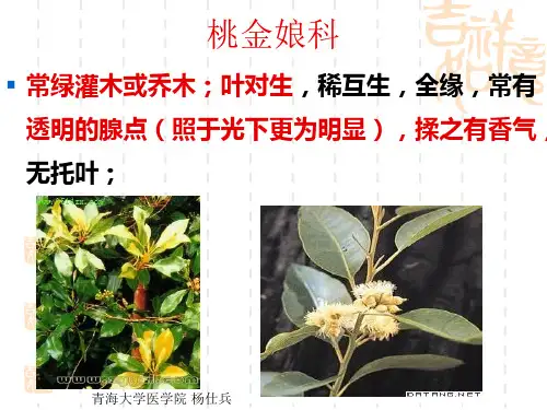 桃金娘科