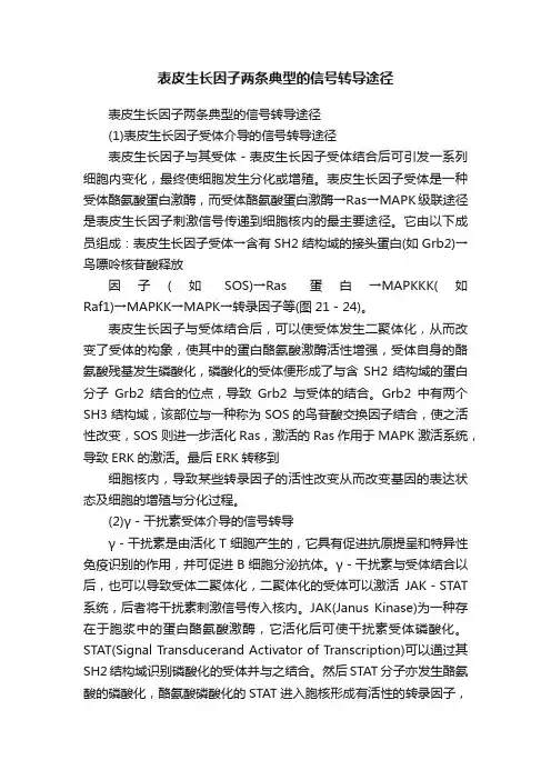 表皮生长因子两条典型的信号转导途径