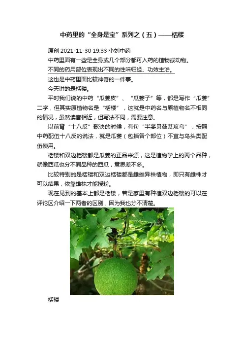 中药里的“全身是宝”系列之（五）——栝楼