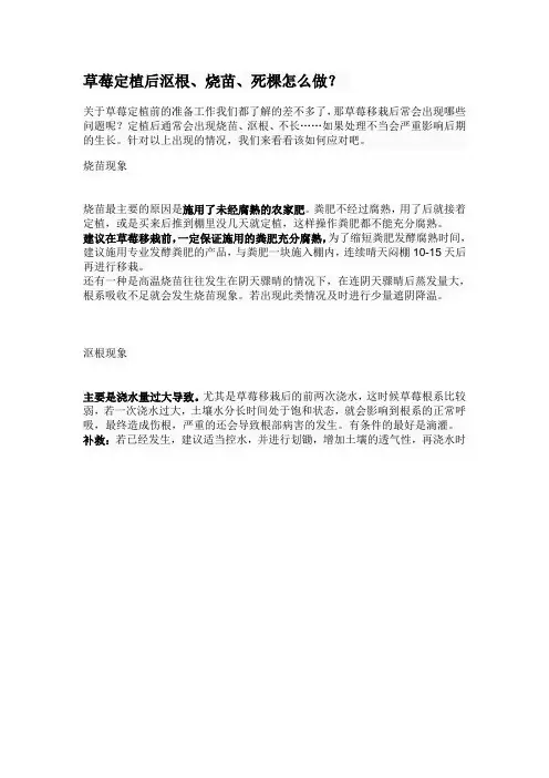 草莓定植后沤根、烧苗、死棵怎么做？