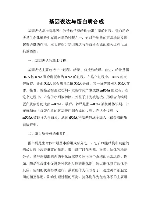 基因表达与蛋白质合成