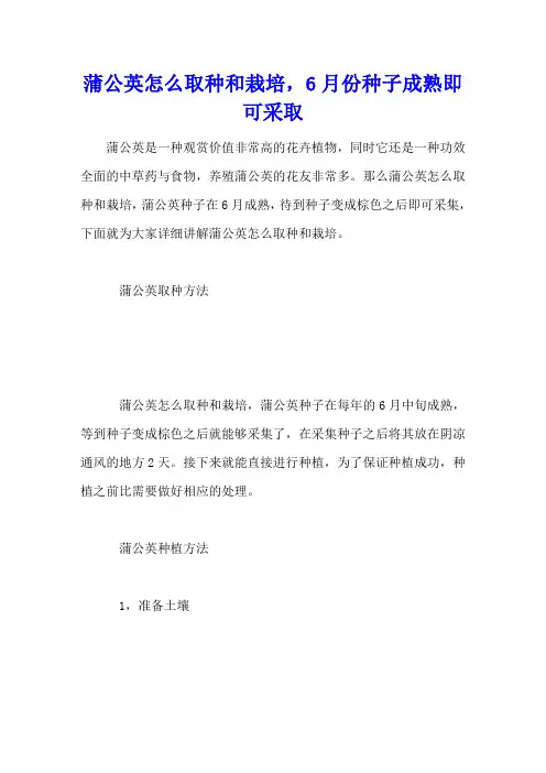 蒲公英怎么取种和栽培,6月份种子成熟即可采取
