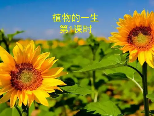 课件《植物的一生》_ppt1