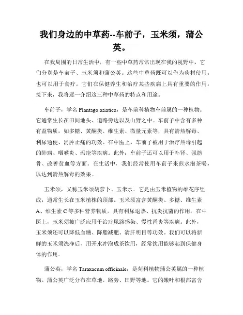 我们身边的中草药--车前子,玉米须,蒲公英。