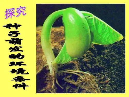 种子萌发的环境条件 ppt课件
