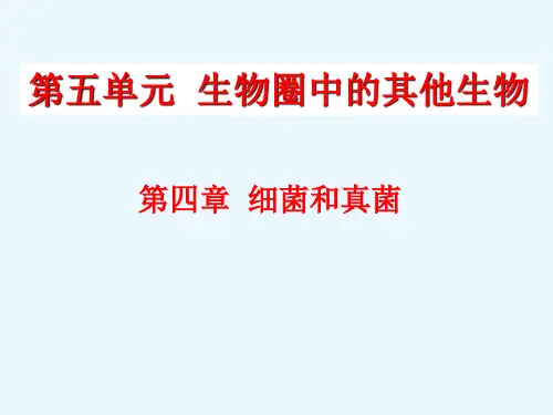 人教版生物八年级上册 第五单元 第四章 细菌和真菌复习课件