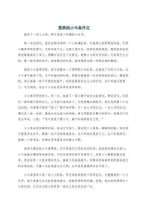 我养的小斗鱼作文