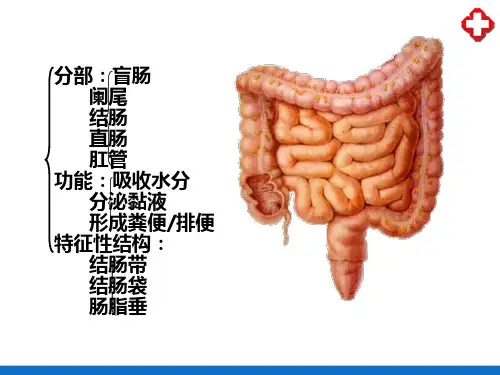 消化系统—大肠(人体解剖学)