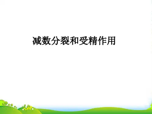 人教版高中生物必修二优秀课件：第二章第1节《减数分裂和受精作用》(共42张PPT)