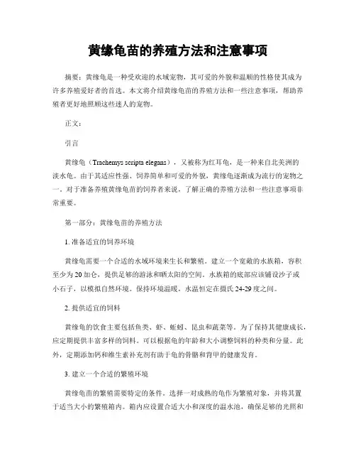 黄缘龟苗的养殖方法和注意事项