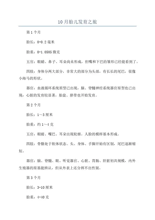 10月胎儿发育之旅