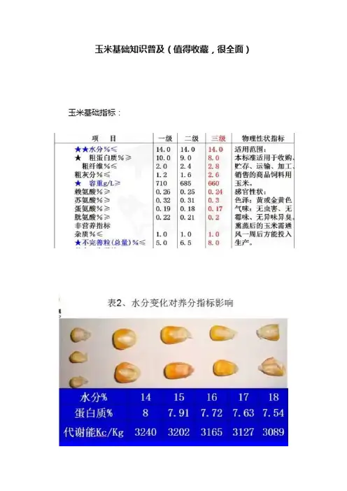 玉米基础知识普及（值得收藏，很全面）