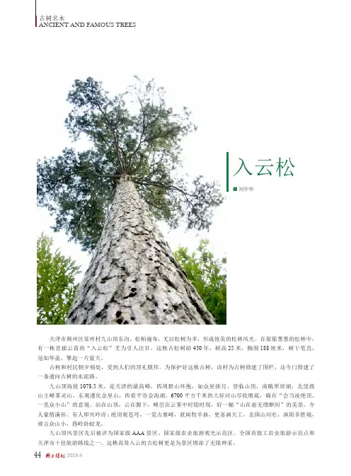 入云松