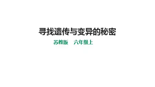 苏教版小学六年级上册科学 第二单元 遗传与变异 7《寻找遗传与变异的秘密》课件(30张PPT)