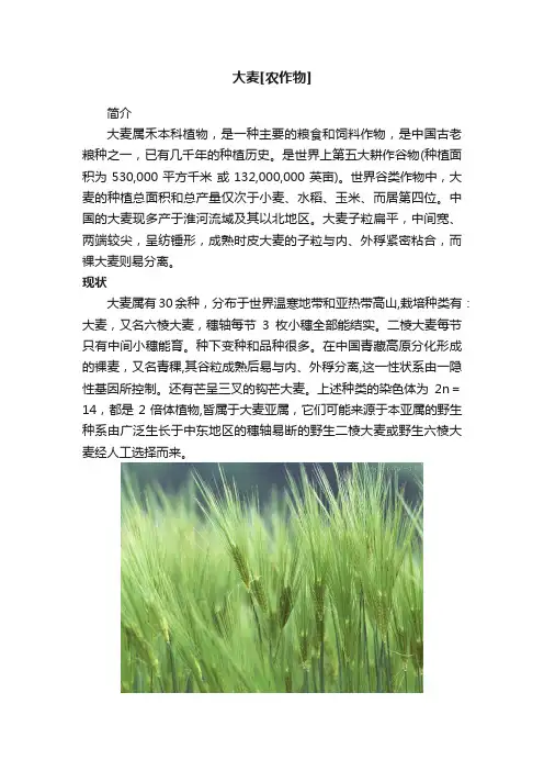 大麦[农作物]