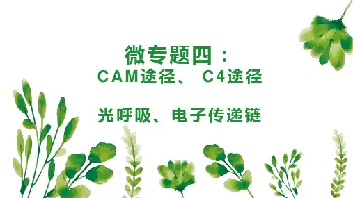 2023届高考生物二轮复习微专题C4、CAM、光呼吸、电子传递链(共35张ppt)