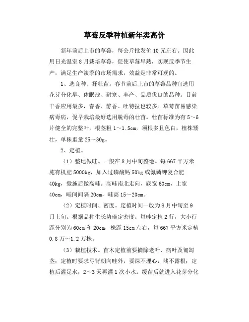 草莓反季种植新年卖高价