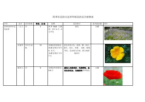 四季花海的花卉表