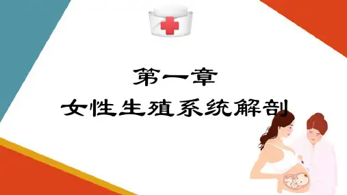 女性生殖系统解剖—内生殖器(助产技术课件)