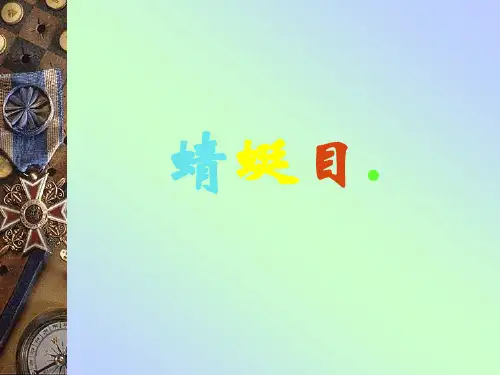 蜻蜓目
