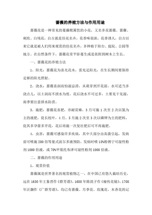 蔷薇的养殖方法与作用用途