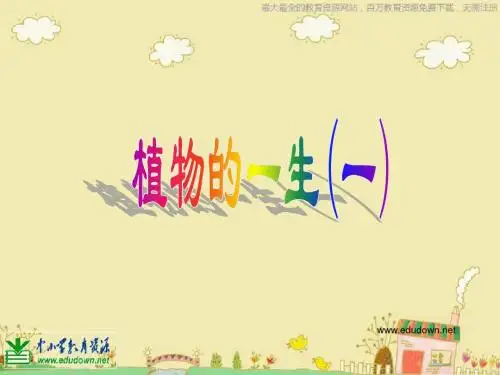 苏教版科学三下《植物的一生》PPT课件6