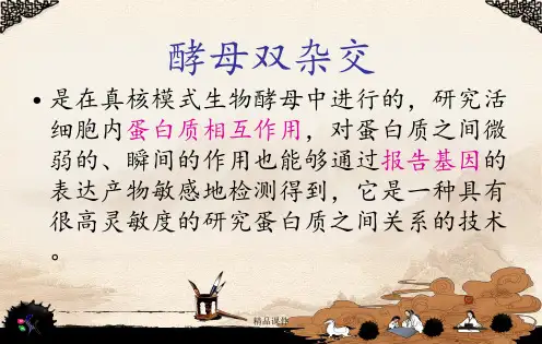 酵母双杂交酵母单杂交酵母三杂交