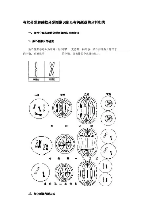 生物-有丝分裂和减数分裂图解-区别