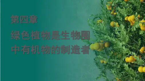 绿色植物是生物圈中有机物的制造者七年级生物上册优质课件(人教版)(完整版)