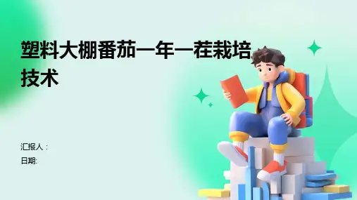 塑料大棚番茄一年一茬栽培技术