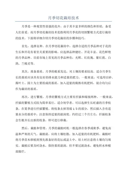 月季切花栽培技术