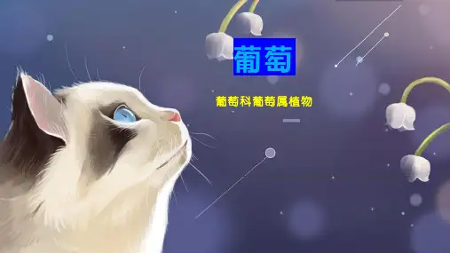 葡萄    