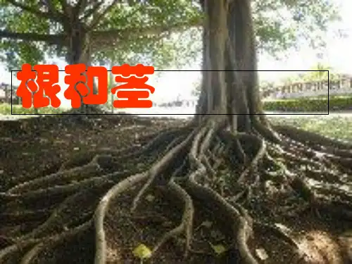 《根和茎》标准课件ppt【苏教版】1