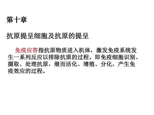免疫学-第10章 抗原提呈细胞及抗原的提呈 - 副本
