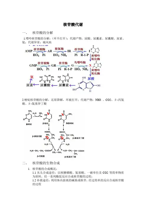 核苷酸代谢