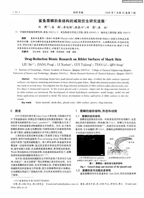 鲨鱼盾鳞肋条结构的减阻仿生研究进展