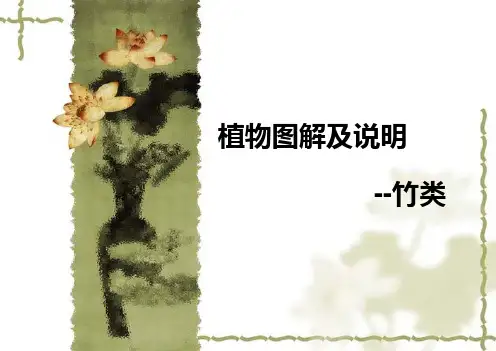 竹类