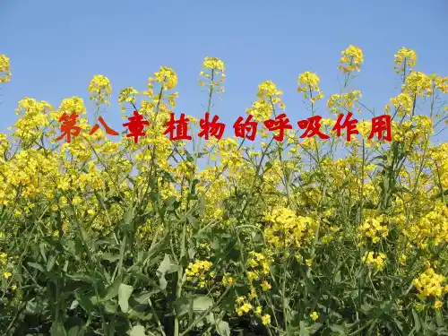 植物的呼吸作用(4)