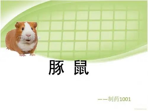 实验动物 豚鼠