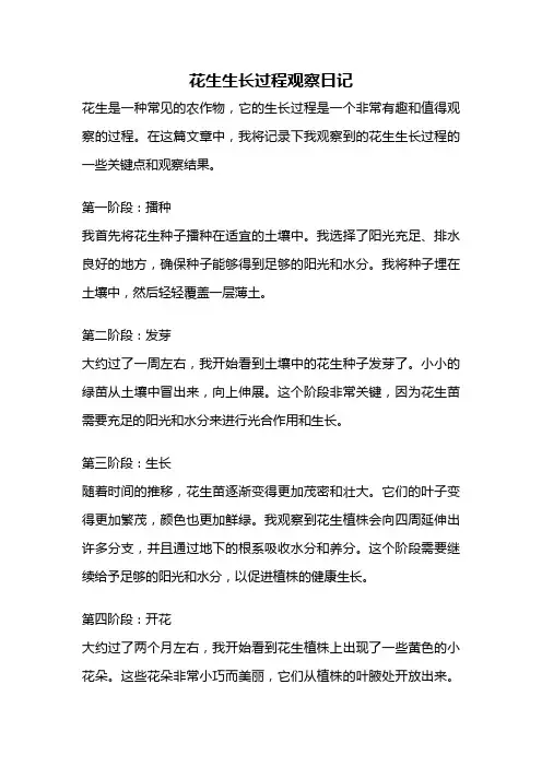 花生生长过程观察日记