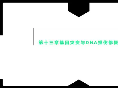 第十三章基因突变与DNA损伤修复