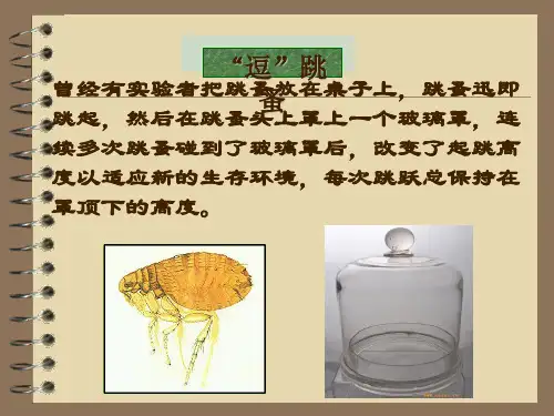 生物对环境的适应PPT课件7