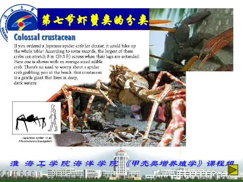 虾蟹类的分类
