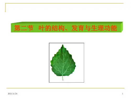 叶的结构PPT课件