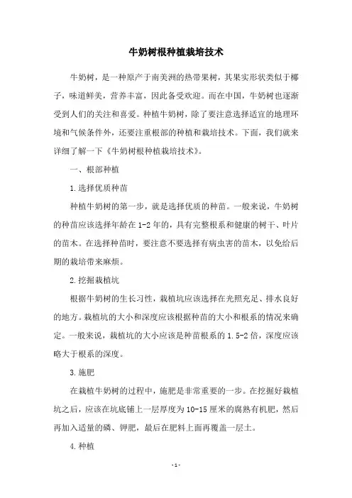 牛奶树根种植栽培技术