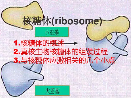 核糖体组装与核糖体应激