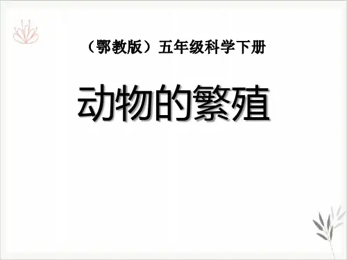 动物的繁殖课件ppt